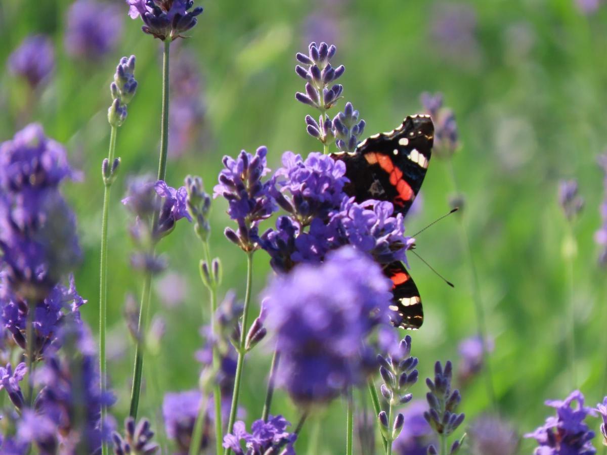 Noan Country House B&B Cashel  Εξωτερικό φωτογραφία